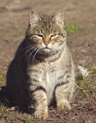 Прикрепленное изображение: kot.jpg